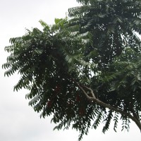 Ailanthus